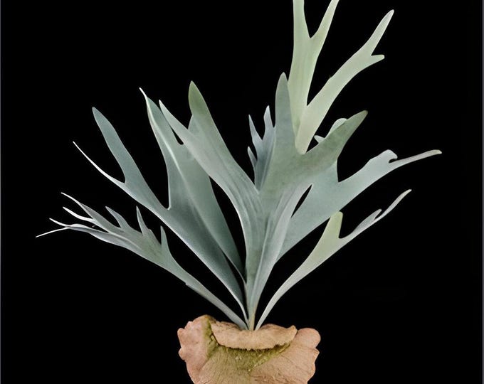 Artificial Staghorn Fern Bush Plant on Stem, Wall Mounted Fern, Tropical Plant