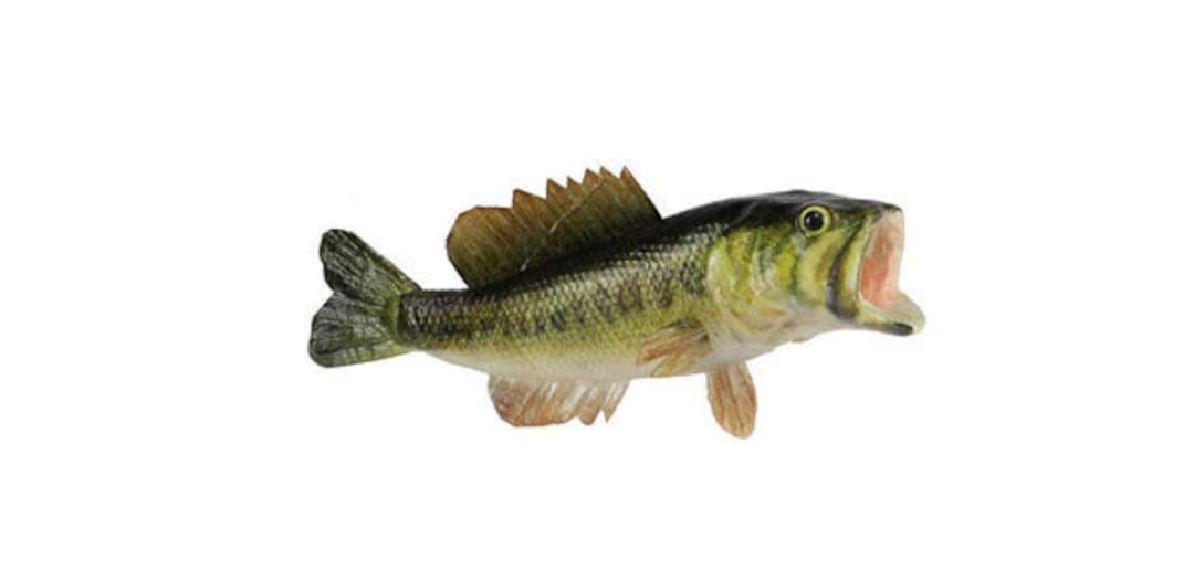  Toy Fish by Toy Fish Factory, Toy Fish Figurines, Educational Fish  Toy, Fish Cake Topper, 3” Long Plastic Fish Toys, Plastic Realistic Fish,  Largemouth Bass, Catfish (The Complete Collection) : Toys