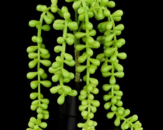 11" Faux Succulent, Outdoor Succulent UV Baby's Tears Trailing Succulent Plant