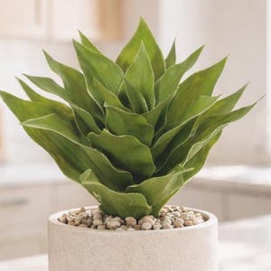 Peut inclure: Une plante verte et feuillue dans un pot clair et texturé. La plante a de multiples feuilles pointues et est entourée de petits galets clairs. Le pot est cylindrique et repose sur une surface blanche.