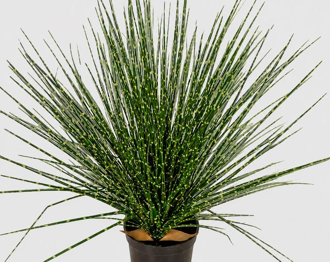 17" Faux Potted Zebra Onion Grass Plant