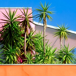 May include: A vibrant image featuring several yucca plants with long, spiky green leaves and brown trunks. The plants are set against a backdrop of a pink building and a clear blue sky, with an orange wall in the foreground.