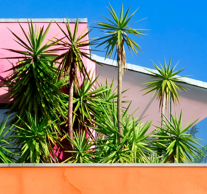 May include: A vibrant image featuring several yucca plants with long, spiky green leaves and brown trunks. The plants are set against a backdrop of a pink building and a clear blue sky, with an orange wall in the foreground.