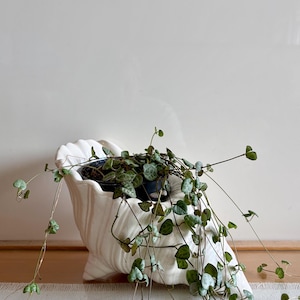 Vintage Ceramic Conch Shell Planter/ Iridescent Handmade Footed Seashell Plant Display/Large Indoor Shell Planter/Coastal Bohemian Decor