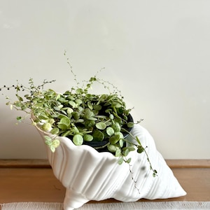 Peut inclure: Un pot en céramique blanche en forme de coquille de mer avec une plante verte à feuilles qui pousse à l'intérieur. Le pot est posé sur une surface blanche et brune.