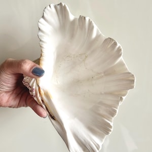 May include: A large, white seashell with a ruffled edge. The shell has a smooth, pearly interior and a textured exterior. The shell is held by a hand with blue nail polish. The shell is a natural home decor item.