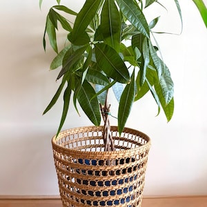 May include: A money tree plant with green, palm-like leaves and a braided trunk, housed in a dark blue plastic pot that is encased within a decorative, light brown woven wicker basket featuring a repeating circular lattice pattern.