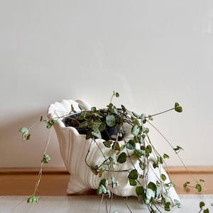 Vintage Ceramic Conch Shell Planter/ Iridescent Handmade Footed Seashell Plant Display/Large Indoor Shell Planter/Coastal Bohemian Decor