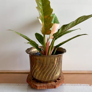 Vintage Solid Brass Planter Swirly Design/Made in India Medium Brass Plant Pot/Patina Rustic Brass Plant Display/Brass Swirl Bucket