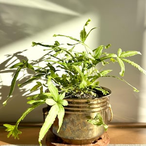 May include: A fern in a tarnished brass pot, set on a small wooden stand. The plant has bright green leaves and delicate fronds. The pot has small handles. The scene is lit by natural light, creating shadows.