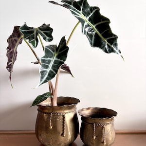 May include: Two brass planters with scalloped rims and decorative rope-like detailing around the upper edge. The larger planter contains an Alocasia plant with dark green, arrow-shaped leaves featuring prominent white veins and purple undersides.