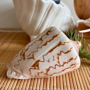 May include: A large, white seashell with brown, intricate patterns. The shell is cone-shaped and rests on a bamboo mat. A white, shell-shaped planter with greenery is in the background, suggesting a coastal or nautical theme.