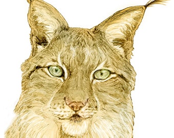 Animal Stickers - Bears and Lynxes