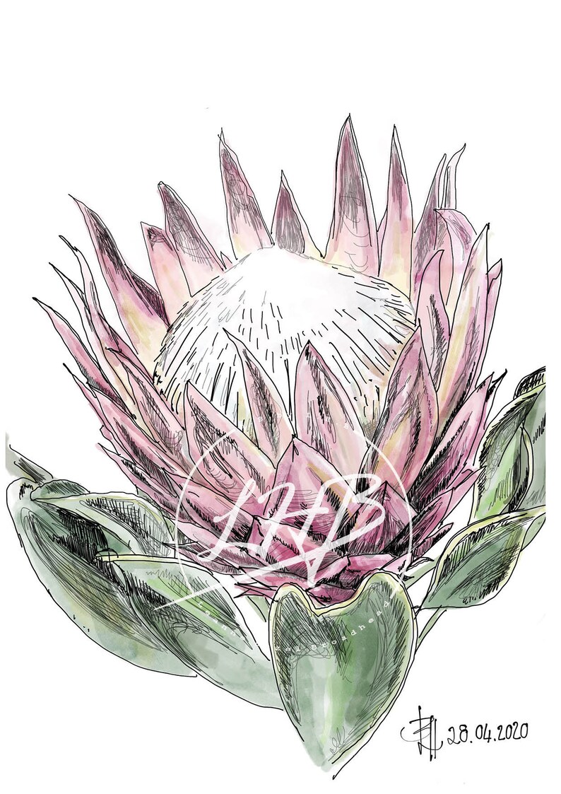 Protea print Etsy