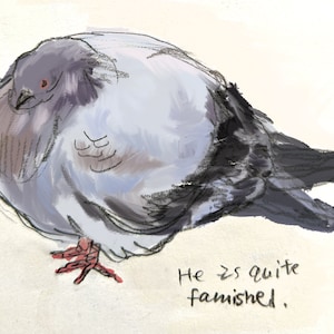 Famished Lad Taube Postkarte/Druck/Aufkleber