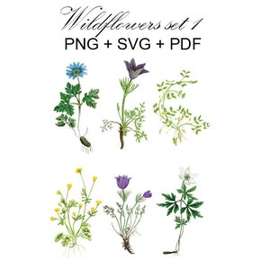 Wildflower set 1, flowers svg, jpg, eps, botanical print, 6 flowers, wildflower instant download, nature botany, kitchen decor farmhouse