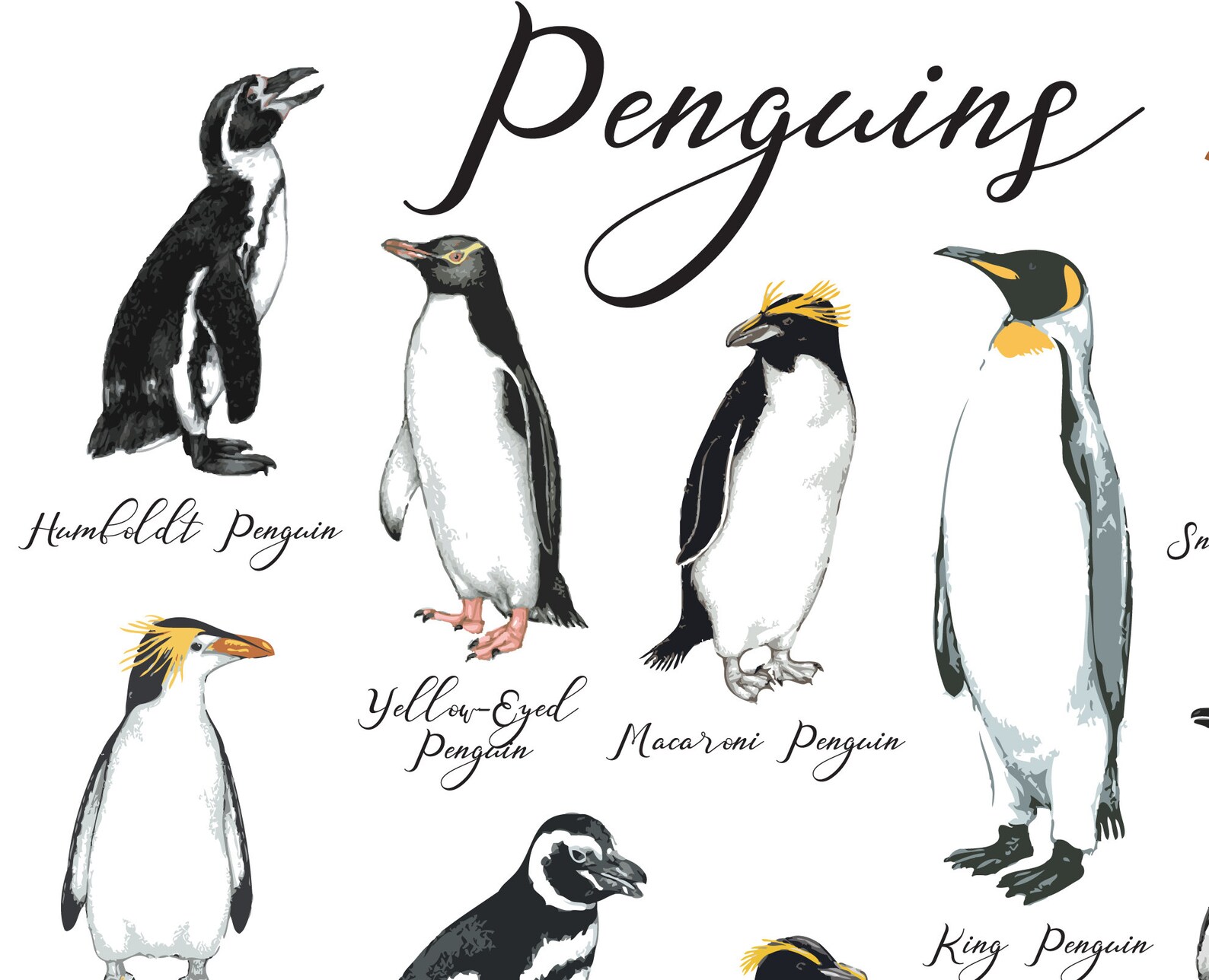 Adelie Penguin, Penguins, Wall Art, Poster, Kids Room Art, Vector Files