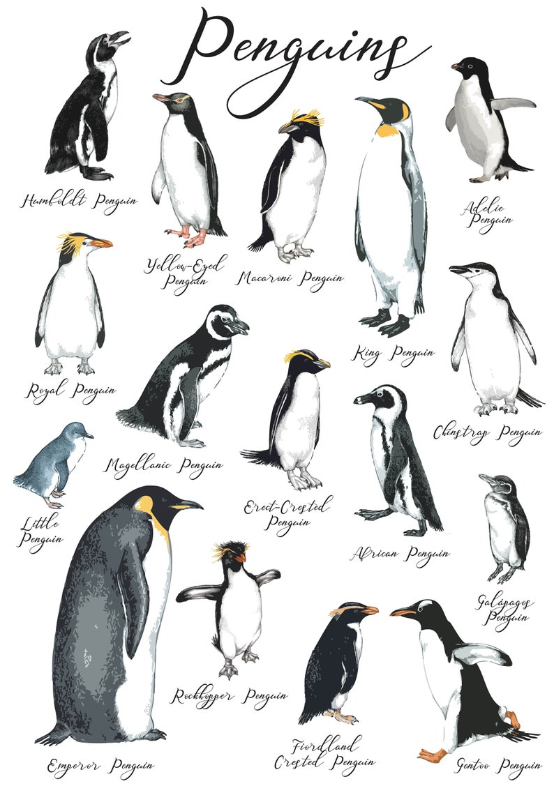 Adelie Penguin, Penguins, Wall Art, Poster, Kids Room Art, Vector Files