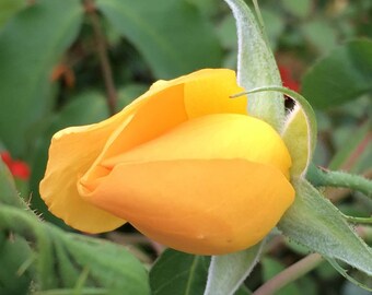 Single Yellow Rose/Digital Download/Yellow Rose Print/Single Rose Print