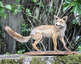 Taxidermia, peluche de zorro, zorro, trofeo de caza, decoración de animales, animales de caza, objeto de curiosidad, años 70/80