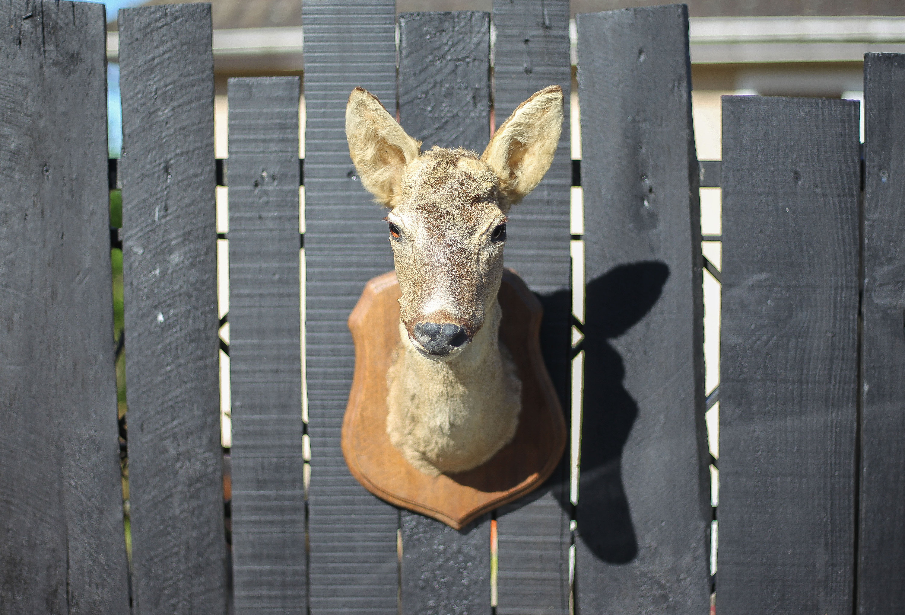 Tête de chevreuil Archives - Taxidermie de l'estrie