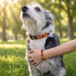 May include: A dog collar and a matching bracelet featuring a vibrant, multi-colored woven geometric pattern in shades of red, yellow, green, and purple. The collar is worn around the neck of a shaggy, grey and white dog, while the bracelet is worn on a wrist.