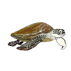 Carte postale Tortue