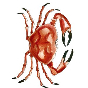 Carte postale Crabe