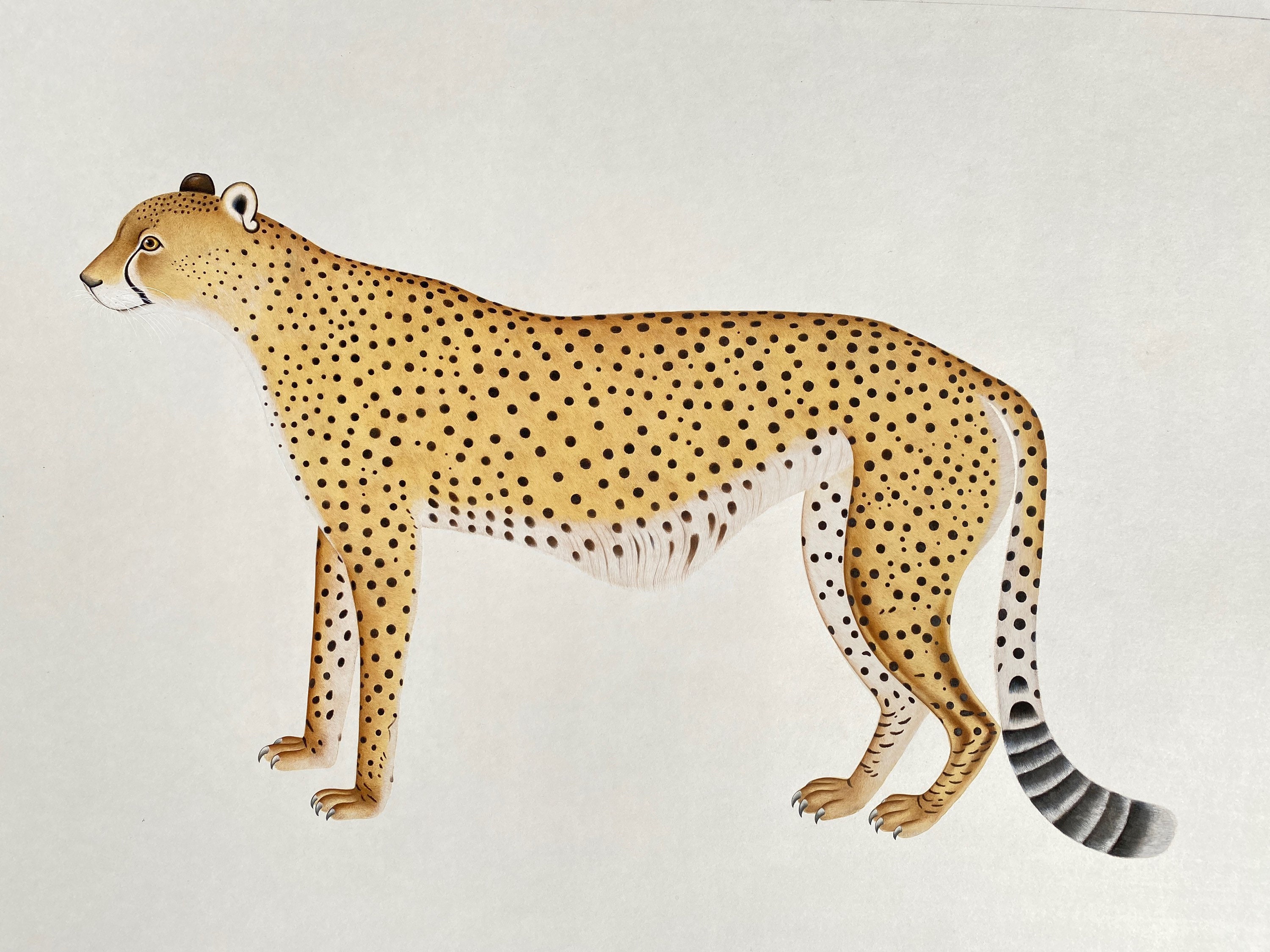 Cheetah artwork Miniature original painting in Mughal vintage (watercolor original,Gouache,fine,wildlife,custom, Wall decor, hyper miniature