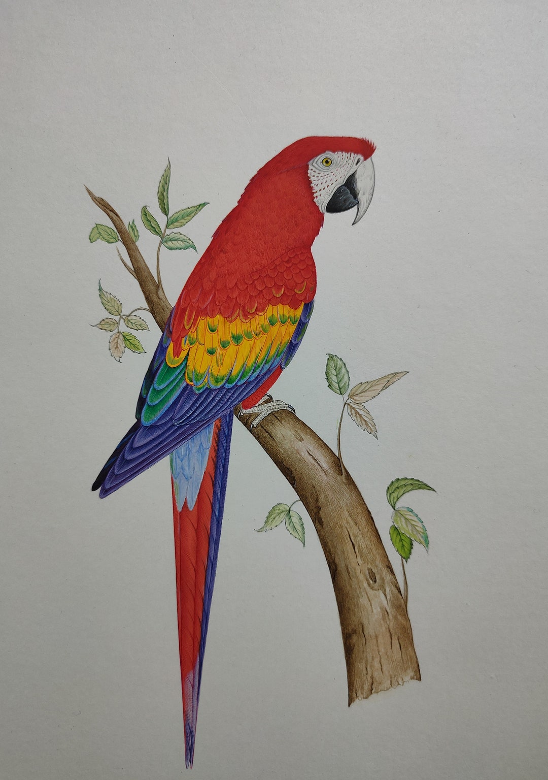 Parrot Watercolor Painting, Macaw Painting, Parrot Artwork Wall Decor,  Original Watercolor Parrot Bird ,fine Detailed Parrot - Etsy
