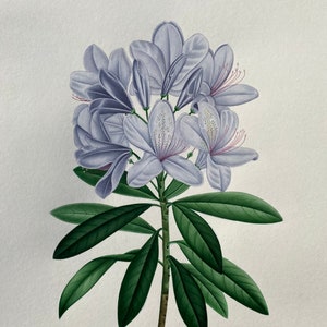Arte botanica del rododendro, pittura in miniatura di fiori indiani (originale, raffinata, soggiorno, arte dei fiori fatti a mano, arte della decorazione della parete)