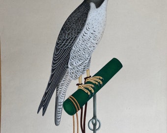 Falcon eagle bird realistic miniature original painting mughal,Hawk wall artwork (watercolor, Gouache,fine, wildlife,Mughal,decor,nature)