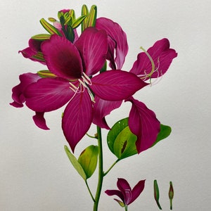 Arte botanica Kachanaar, pittura in miniatura di fiori indiani, arte originale dell'acquerello