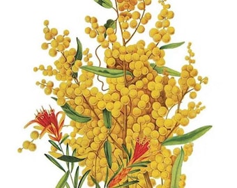 Golden Wattle Botanical Painting, Realistic Floral Art