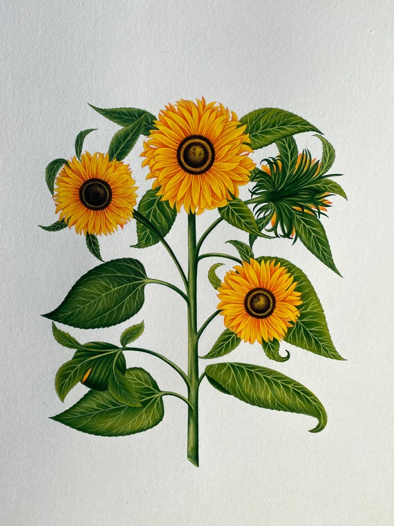 油絵 絵画 【sunflower】 Amazon.com: ZXHYWYM Sunflower Canvas Wall
