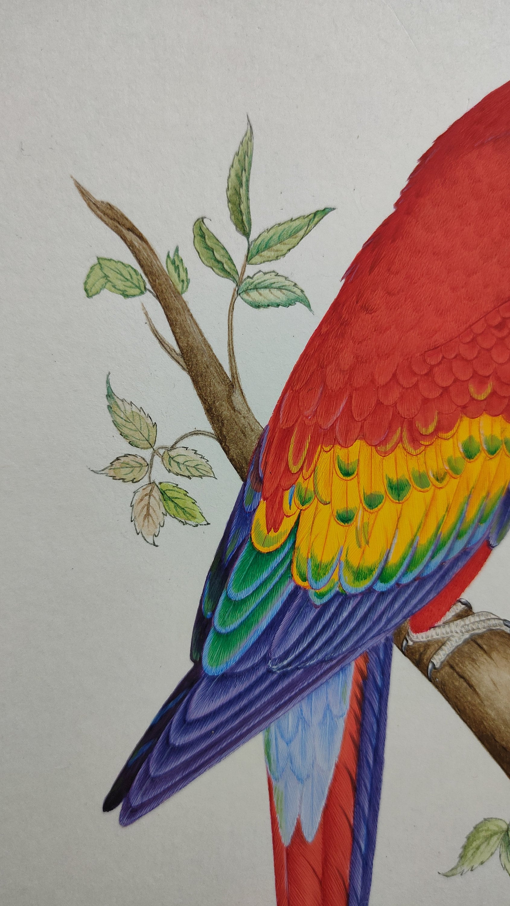 オリジナルのコンゴウインコの水彩画：細部までこだわった鳥の壁アート