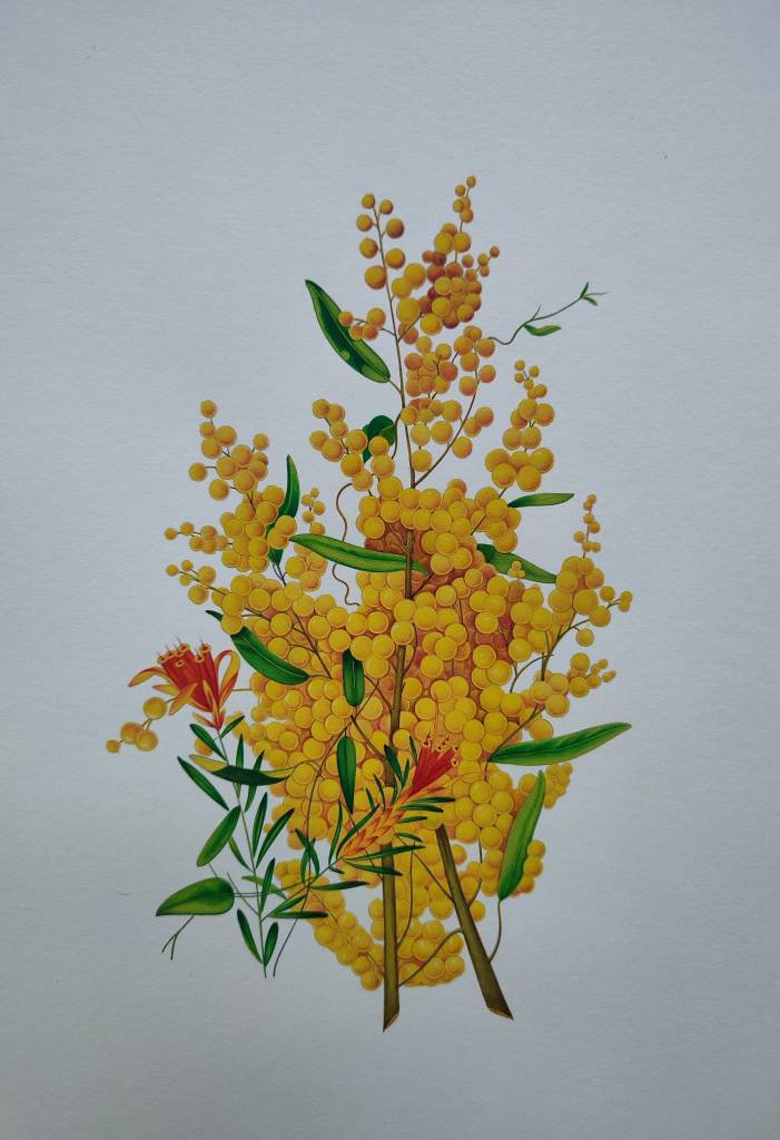 Golden Wattle Botanical Painting Realistic Flower Painting,custom