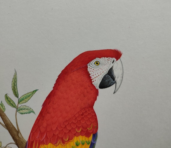 オリジナルのコンゴウインコの水彩画：細部までこだわった鳥の壁