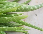Aloe vera