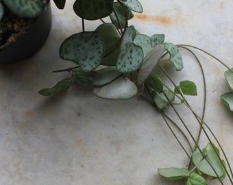 Ceropegia woodii 'String of hearts'