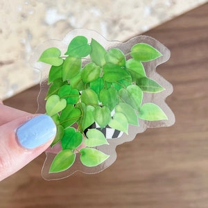 Pegatina para planta de potos: pegatina transparente impermeable para planta en maceta