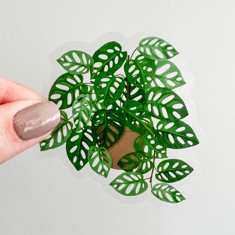 An illustration of a full and healthy swiss cheese or monstera adansonii plant cascading from a terra cotta pot, on a transparent background. Leaves are various shades of mid green and feature holes in them, which are also transparent