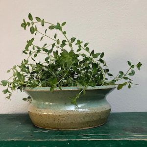 May include: A small, green, leafy herb plant growing in a ceramic bowl-shaped planter. The planter features a two-tone glaze with a glossy light blue upper section and a speckled, matte tan lower section, with a wide, flared rim design.