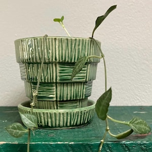 May include: A green ceramic plant pot with a matching saucer, featuring a textured, checkered pattern of vertical and horizontal lines. A trailing vine with pointed, variegated leaves grows from the pot, with one small sprout extending upward.
