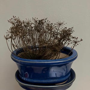 May include: A blue ceramic flower pot with a matching saucer holds a dried plant with brown stems and delicate seed heads. The pot has a glossy finish and a contrasting light blue rim, creating a striking contrast against the plant's color.