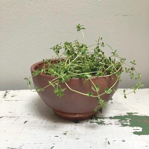 Rustic Sienna Red Pottery Plant Pot: Signed Unglazed Studio Pottery