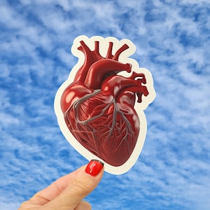 Human Heart Sticker, Anatomical Heart Sticker, Nurse and Doctor Sticker, Real Heart Sticker, Human Heart Anatomy Sticker