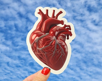 Human Heart Sticker, Anatomical Heart Sticker, Nurse and Doctor Sticker, Real Heart Sticker, Human Heart Anatomy Sticker