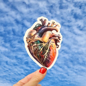 Human Heart Sticker, Anatomical Heart Sticker, Nurse and Doctor Sticker, Real Heart Sticker, Human Heart Anatomy Sticker, Colorful Heart