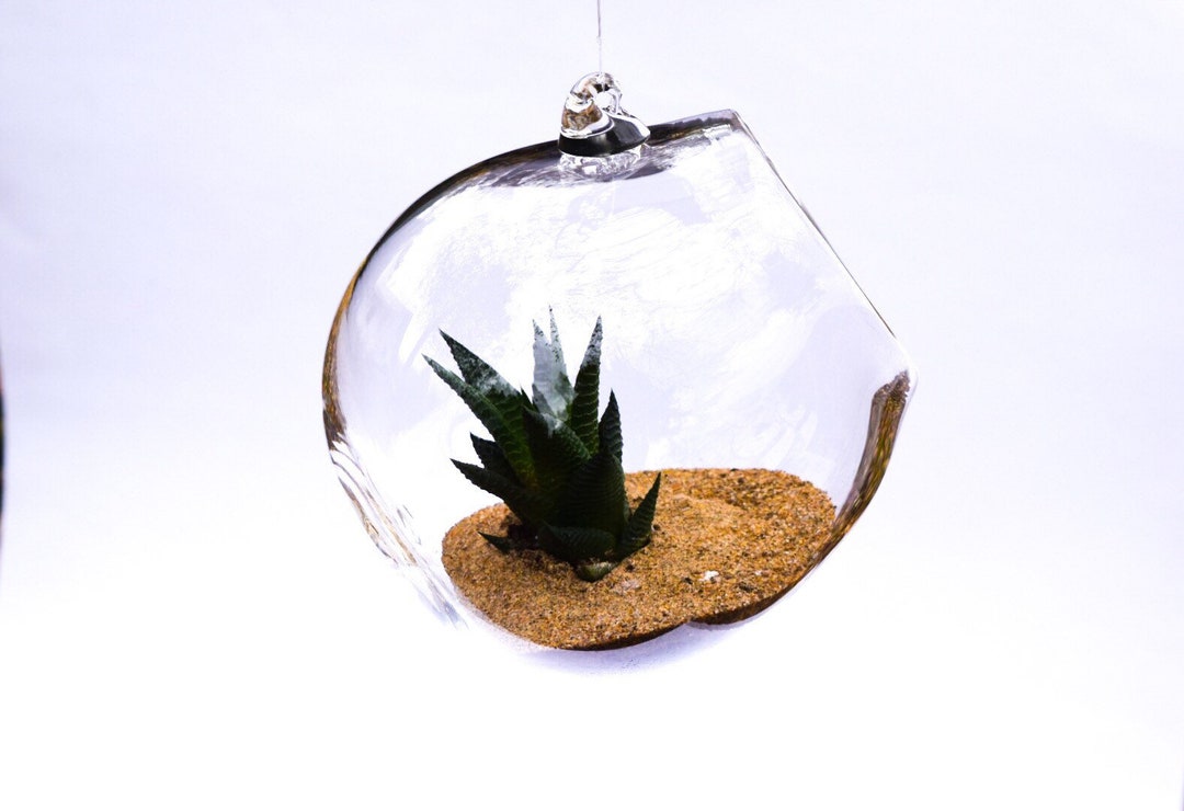 Handblown Hanging Clear Glass Terrarium by ASHA - Etsy